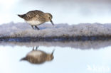 Bairds Strandloper (Calidris bairdii)