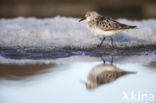 Baird s Sandpiper (Calidris bairdii)