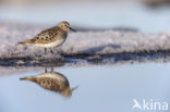 Bairds Strandloper (Calidris bairdii)