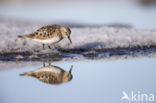 Bairds Strandloper (Calidris bairdii)