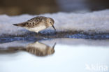 Bairds Strandloper (Calidris bairdii)