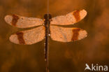 Bandheidelibel (Sympetrum pedemontanum)