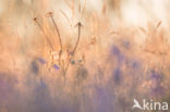 band-winged dragonfly (Sympetrum pedemontanum)