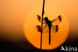 band-winged dragonfly (Sympetrum pedemontanum)