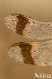 Bandheidelibel (Sympetrum pedemontanum)