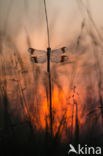 Bandheidelibel (Sympetrum pedemontanum)