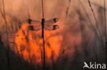 band-winged dragonfly (Sympetrum pedemontanum)