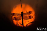 band-winged dragonfly (Sympetrum pedemontanum)