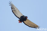 Bateleur (Terathopius ecaudatus)