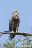 Bateleur