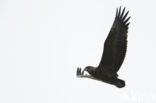 Bateleur (Terathopius ecaudatus)