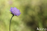 Field Scabious (Knautia arvensis)