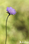 Beemdkroon (Knautia arvensis)