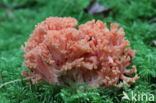 Ramaria fagetorum