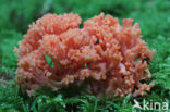 Ramaria fagetorum