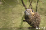 Beverrat (Myocastor coypus)