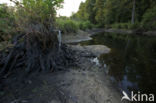 beaver lodge