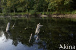 beaver lodge