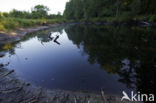 beaver lodge