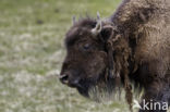 Buffalo (Bison bison)