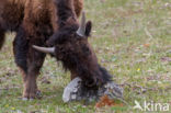 Buffalo (Bison bison)