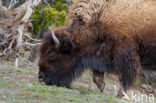 Buffalo (Bison bison)