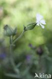 Bladder Campion (Silene vulgaris)