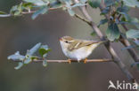 Bladkoning (Phylloscopus inornatus)