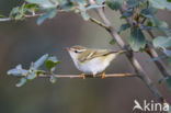 Bladkoning (Phylloscopus inornatus)