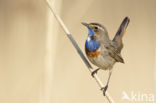 Bluethroat (Luscinia svecica)