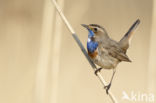 Bluethroat (Luscinia svecica)