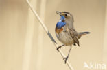 Blauwborst (Luscinia svecica)