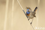 Bluethroat (Luscinia svecica)