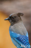 Blauwe Gaai (Cyanocitta cristata)