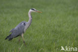 Grey Heron (Ardea cinerea)