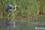 Blauwe Reiger (Ardea cinerea)