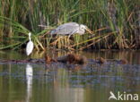 Blauwe Reiger (Ardea cinerea)