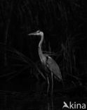 Blauwe Reiger (Ardea cinerea)