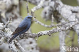 Blauwe Rotslijster (Monticola solitarius)