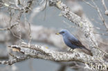 Blauwe Rotslijster (Monticola solitarius)