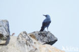 Blauwe Rotslijster (Monticola solitarius)