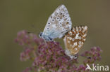 Bleek blauwtje (Polyommatus coridon)