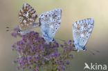 Bleek blauwtje (Polyommatus coridon)