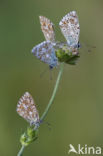 Bleek blauwtje (Polyommatus coridon)