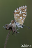 Chalk Hill Blue (Polyommatus coridon)