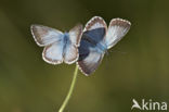 Bleek blauwtje (Polyommatus coridon)