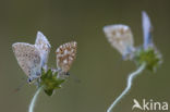 Bleek blauwtje (Polyommatus coridon)