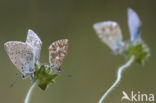 Bleek blauwtje (Polyommatus coridon)