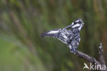 Pied kingfisher (Ceryle rudis)