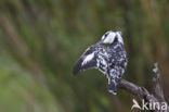 Pied kingfisher (Ceryle rudis)